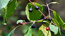 Close-up of the leaves of a Black cherry tree (Prunus serotina), with  ripe and unripe fruit, Belgium, July