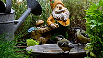 Two Great tits (Parus major) drinking water from a bird bath, Belgium, July.