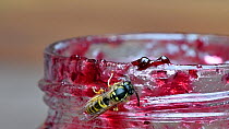 Common wasp (Vespula vulgaris) feeding on jam inside a jar, Belgium, August.