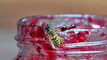 Common wasp (Vespula vulgaris) feeding on jam inside a jar, Belgium, August.