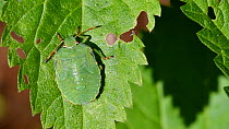 Green shield bug (Palomena prasina) nymph on leaf, showing camouflage colours, Belgium, August.