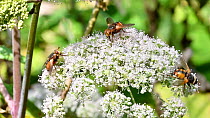 Tachina flies (Tachina fera) nectaring on Umbellifer (Apiaceae) flowers in summer, Luxembourg, August.