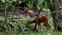 Pair of Roe deer (Capreolus capreolus) resting and grazing in forest in summer, France, September.