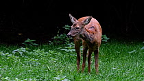 Female Roe deer (Capreolus capreolus) grooming in brushwood, showing signs of mange, France, September.