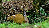 Female  Roe deer (Capreolus capreolus) resting in forest, sneezes, France, September.