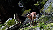 Pyrenean chamois (Rupicapra pyrenaica) grooming among rocks in a forest, with broken antler, Pyrenees, Spain, September. Captive.