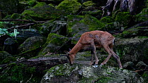 Southern chamois (Rupicapra pyrenaica) feeding on moss and lichen growing on rocks in a forest, Pyrenees, Spain, September. Captive.