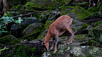 Southern chamois (Rupicapra pyrenaica) feeding on moss and lichen growing on rocks in a forest, Pyrenees, Spain, September. Captive.
