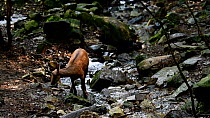 Southern chamois (Rupicapra pyrenaica) drinking from a mountain stream, Pyrenees, Spain, September. Captive.