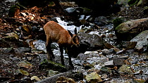 Juvenile Southern chamois (Rupicapra pyrenaica) drinking and jumping across a mountain stream, Pyrenees, Spain, September. Captive.