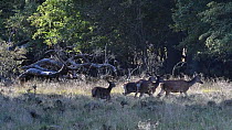 Red deer (Cervus elaphus) stag following females during the rut, Jaegersborg, Dyrehaven, Denmark, September.