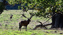 Red deer (Cervus elaphus) stag bellowing at a rival male during the rut, Jaegersborg, Dyrehaven, Denmark, September.