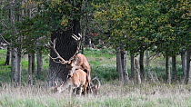 Red deer (Cervus elaphus) stag trying to mount a female during the rut, Jaegersborg, Dyrehaven, Denmark, September