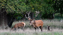 Red deer (Cervus elaphus) stag bellowing amongst females during the rut, Jaegersborg, Dyrehaven, Denmark, September.