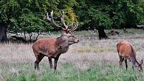 Red deer (Cervus elaphus) stag sniffing the air and stamping during the rut, Jaegersborg, Dyrehaven, Denmark, September.