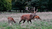 Red deer (Cervus elaphus) stag herding females during the rut, Jaegersborg, Dyrehaven, Denmark, September.