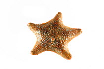 Common / Starlet cushion star (Asterina gibbosa) from Atlantic Ocean. Devon, England, UK. September.