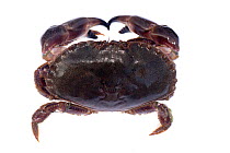Edible crab (Cancer pagurus) from Atlantic Ocean. Cornwall, England, UK. September.