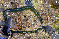Green-leaf worm (Eulalia viridis) scavenging on rocks encrusted with Barnacles (Semibalanus balanoides). Treyarnon Bay, Cornwall, England, UK. September.