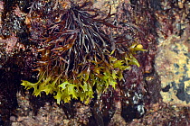 Irish moss / Carrageen (Chondrus crispus) attached to rocks, exposed at low tide. Treyarnon Bay, Cornwall, England, UK. September.
