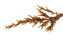 Japanese wireweed (Sargassum muticum), invasive non-native species in Atlantic Ocean. Cornwall, England, UK. September.