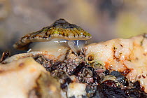 Common limpet (Patella vulgata) on the move on intertidal rock exposed at low tide. Cornwall, England, UK. September.