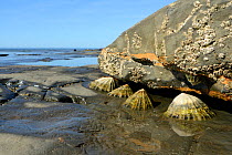Common limpets (Patella vulgata) and Poli&#39;s stellate barnacles (Chthamalus stellatus) on rocks exposed at low tide. Kimmeridge, Dorset, England, UK. July.