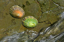 Common limpet (Patella vulgata), two on rock exposed by falling tide. Cornwall, England, UK. September.