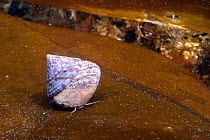 Painted topshell (Calliostoma zizyphinum) on Kelp frond in rockpool on low shore. Near Falmouth, Cornwall, England, UK. September.