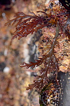 Pepper dulse (Osmundea pinnatifida) on rocks exposed at low tide. Treyarnon Bay, Cornwall, England, UK. September.