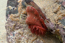 Strawberry anemone (Actinia fragracea) with tentacles spread, low down on exposed rocky shore. Cornwall, England, UK. September.