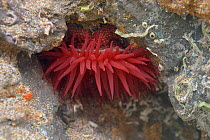 Strawberry anemone (Actinia fragracea) with tentacles spread, in rockpool low down on exposed rocky shore. Cornwall, England, UK. September.