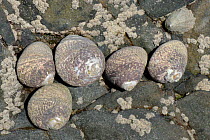 Thick / Toothed top shell (Phorcus lineatus), five exposed on rock at low tide. Cornwall, England, UK. September.