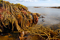 Seaweeds including Thongweed / Sea thong (Himanthalia elongata), Tangleweed kelp (Laminaria digitata), Toothed wrack (Fucus serratus) and Dulse (Palmaria palmata). Exposed on rocky shore on low spring...