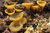 Thongweed (Himanthalia elongata), young buttons in a rockpool. Near Falmouth, Cornwall, England, UK. September.