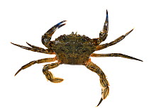 Velvet swimming crab (Necora puber) from English Channel. South Devon, England, UK. September.