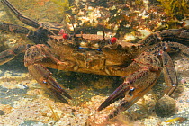 Velvet swimming crab (Necora puber) in rockpool. Near Falmouth, Cornwall, England, UK. September.