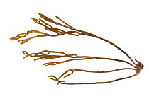 Brown tuning fork / Brown forking weed (Bifurcaria bifurcata) from Atlantic Ocean. Cornwall, England, UK. September.