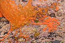 Crumb-of-bread sponge (Hymeniacidon perlevis), orange encrusting form on exposed intertidal rocks. Recent growth pattern visible. Cornwall, England, UK. September.