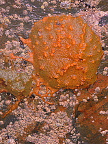 Crumb-of-bread sponge (Hymeniacidon perlevis) in orange encrusting form. Exposed intertidal rocks, Cornwall, UK. September.