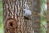 Siberian flying squirrel (Pteromys volans) fitted with radiocollar on Aspen (Populus tremula) trunk near nest hole. Mature mixed forest, near Lisaku, Estonia. April 2018.