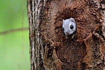 Siberian flying squirrel (Pteromys volans) peering out of nest hole in old Aspen (Populus tremula) tree. Mature mixed forest, near Lisaku, Estonia. April.