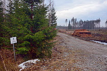 Felled trees stacked beside forestry track through mixed forest. A few metres outside protected limits of Muraka Forest Reserve, a remaining habitat of Siberian flying squirrel (Pteromys volans). Esto...