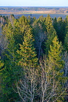 Lisaku Park Forest from above, a mix of mature Fir (Abies sp) trees, Birch (Betula sp) and Eurasian aspen (Populus tremula). Forest host to Siberian flying squirrel (Pteromys volans). Estonia, April 2...