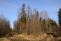 Mixed wet woodland including Aspen (Populus tremula) and Downy birch (Betula pubescens). Inhabited by a surviving population of Siberian flying squirrel (Pteromys volans). Near Lisaku, Estonia. April...