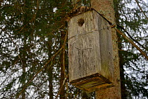 Nest box for Siberian flying squirrel (Pteromys volans) in mature mixed forest. Muraka Forest Reseve, near Lisaku, Estonia. April 2018.