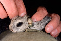 Researcher fitting radio collar on Siberian flying squirrel (Pteromys volans) caught in mature mixed forest at night. Near Lisaku, Estonia. April 2018.