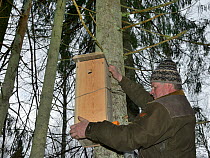 Forester hanging Siberian flying squirrel (Pteromys volans) nest box in mature mixed forest, Estonia. April 2018. Model released.