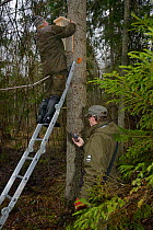 Researchers fitting Siberian flying squirrel (Pteromys volans) nest box to mature tree and recording position on GPS unit. Estonia. April 2018. Model released.