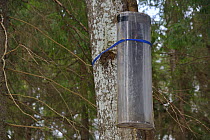 Siberian flying squirrel (Pteromys volans) emergence trap over entrance to nest hole in old Aspen tree (Populus tremula). Muraka Forest Reserve, near Lisaku, Estonia. April 2018.